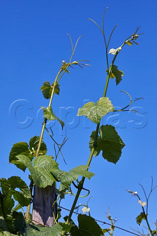 Pinot Noir vines in Oast House Meadow vineyard at Hush Heath Estate Staplehurst Kent England
