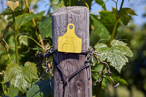 Strainer post in Chardonnay section of Oast House Meadow vineyard at Hush Heath Estate Staplehurst Kent England