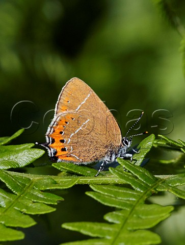 Black Hairstreak perched on bracken A colony at Ditchling Common only discovered in 2017 Sussex England