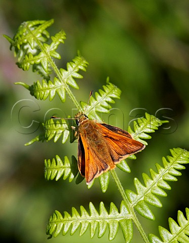 Large Skipper perched on bracken Ditchling Common Sussex England