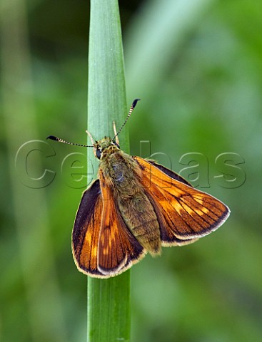 Large Skipper female perched on grass Hurst Meadows East Molesey Surrey England