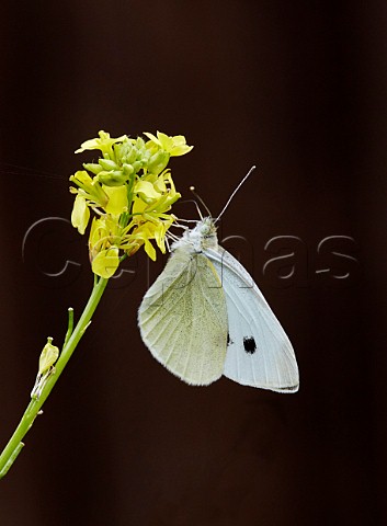 Small White nectaring on Charlock flowers Hurst Meadows East Molesey Surrey England