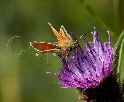 Essex Skipper nectaring on knapweed flower Hurst Meadows East Molesey Surrey England