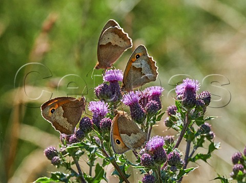 Meadow Brown butterflies nectaring on thistle flowers Hurst Meadows East Molesey Surrey England