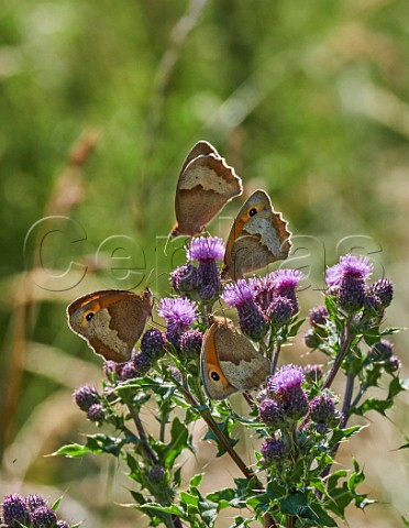 Meadow Brown butterflies nectaring on thistle flowers Hurst Meadows East Molesey Surrey England
