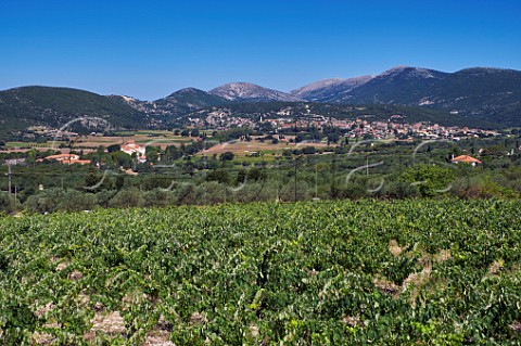 Vineyards of the Robola Wine Cooperative near Agios Gerasimos Monastery in the Omala Valley Near Valsamata Cephalonia Ionian Islands Greece