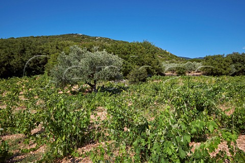 Organic prephylloxera Robola vineyard of MelissinosPetrakopoulos Winery on the slopes of Mount Aenos The grapes are used for their Robola Bio Cephalonia Ionian Islands Greece