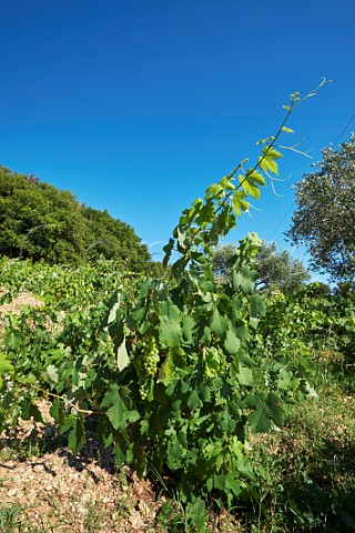 Organic prephylloxera Robola vineyard of MelissinosPetrakopoulos Winery on the slopes of Mount Aenos The grapes are used for their Robola Bio Cephalonia Ionian Islands Greece