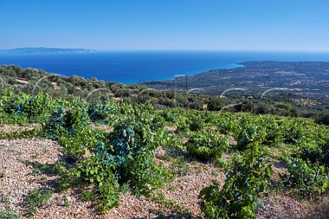 Robola vineyard of MelissinosPetrakopoulos Winery on the slopes of Mount Aenos Cephalonia Ionian Islands Greece