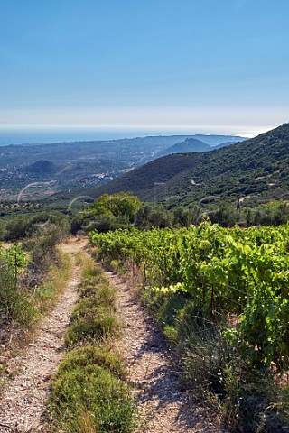 Track through hillside Robola vineyards on the slopes of Mount Aenos  Cephalonia Ionian Islands Greece