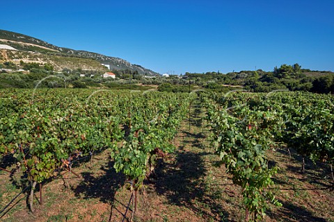 Mavrodaphne vineyard of Gentilini Winery  Minies Cephalonia Ionian Islands Greece