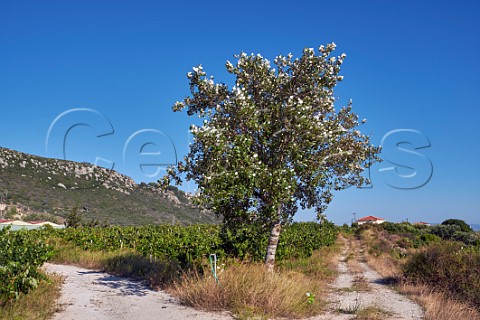 Vineyards of Gentilini Winery  Minies Cephalonia Ionian Islands Greece