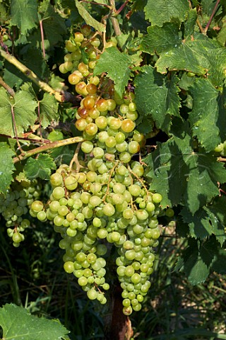 Moscatel grapes in vineyard of Sclavos near Vouni Paliki Peninsula Cephalonia Ionian Islands Greece