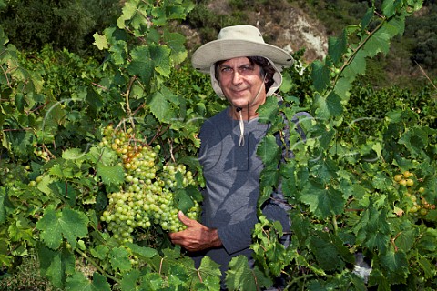 Evriviadis Sclavos in his Moscatel vineyard near Vouni Paliki Peninsula Cephalonia Ionian Islands Greece