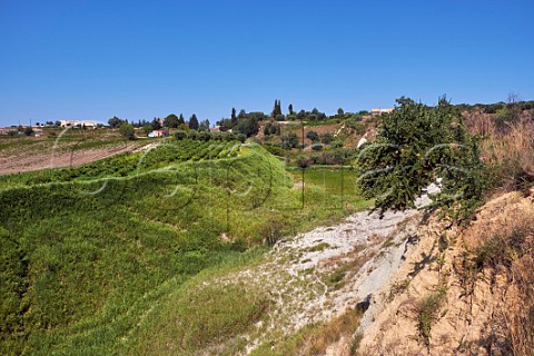Moscatel vineyard of Sclavos on the clay argile soil of the region Near Vouni Paliki Peninsula Cephalonia Ionian Islands Greece