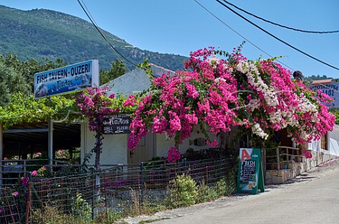 Taverna at Atheras Bay at the northern tip of the Paliki Peninsula Cephalonia Ionian Islands Greece