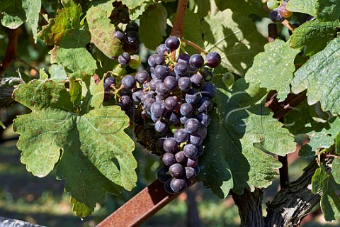 Mavrodaphne grapes in vineyard of Gentilini Winery  Minies Cephalonia Ionian Islands Greece