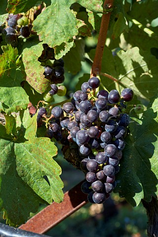 Mavrodaphne grapes in vineyard of Gentilini Winery  Minies Cephalonia Ionian Islands Greece