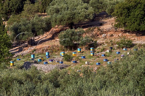 Beehives amongst olive trees Cephalonia Ionian Islands Greece
