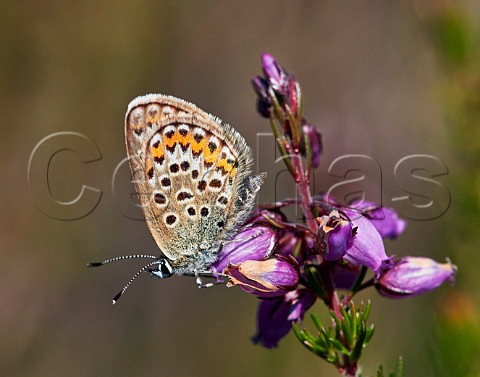 Silverstudded Blue female perched on Bell Heather Fairmile Common Esher Surrey England