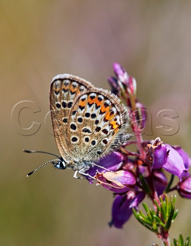 Silverstudded Blue female perched on Bell Heather Fairmile Common Esher Surrey England