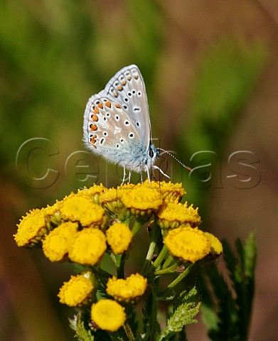 Common Blue male nectaring on Tansy Hurst Meadows East Molesey Surrey England
