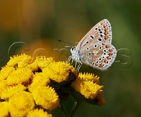 Common Blue female nectaring on Tansy Hurst Meadows East Molesey Surrey England