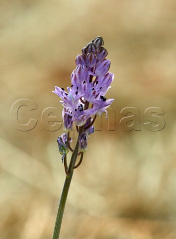 Autumn Squill flower at its only recorded location in Surrey  Hurst Meadows East Molesey