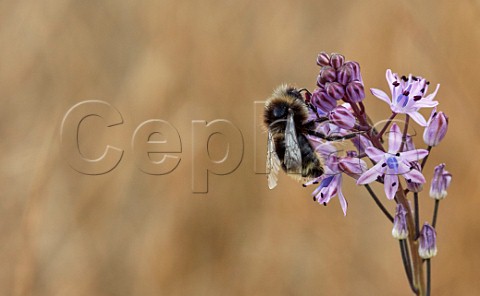 Vestal Cuckoo Bumblebee on Autumn Squill flower at its only known location in Surrey Hurst Park East Molesey England