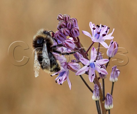 Vestal Cuckoo Bumblebee on Autumn Squill flower at its only known location in Surrey Hurst Park East Molesey England