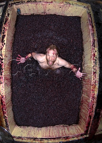 Grant Phelps winemaker body plunging Syrah grapes WineBox Valparaiso Chile