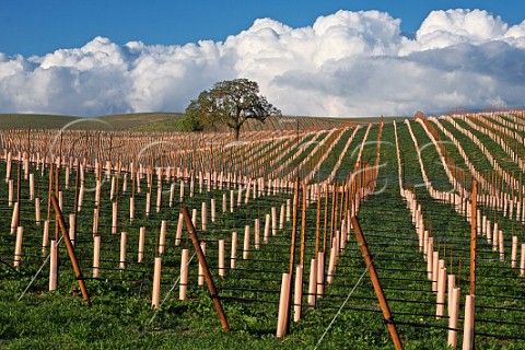 New vineyard of Castoro Cellars Paso Robles San Luis Obispo County California Paso Robles Estrella District
