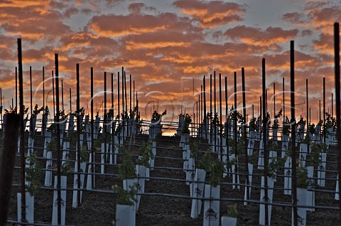 Sunset over new vineyard Paso Robles San Luis Obispo County California Paso Robles Estrella District