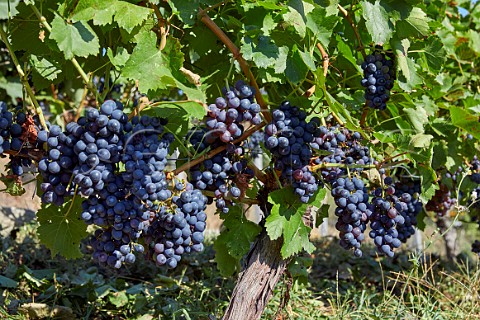 Grapes on vine Cangas del Narcea Asturias Spain Cangas