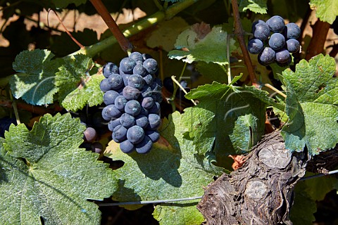 Carrasqun grapes on the vine Cangas del Narcea Asturias Spain Cangas