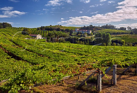 Granite posts supporting pergolatrained Albario vineyard at Pazo Bain Vilanova de Arousa Galicia Spain  Val do Salns  Ras Baixas