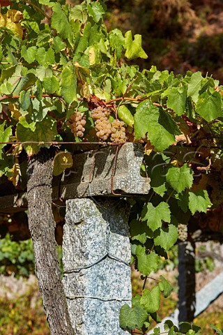 Granite posts support pergolatrained Albario vineyard at Pazo Bain Vilanova de Arousa Galicia Spain  Val do Salns  Ras Baixas