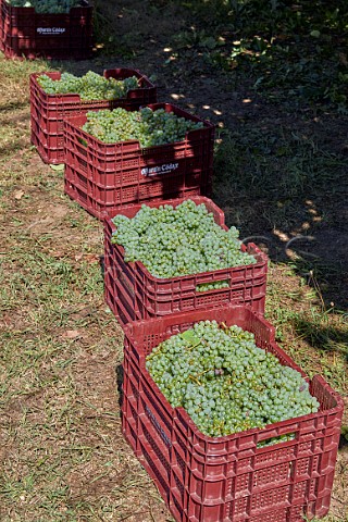 Crates of harvested Albario grapes in vineyard of Martin Cdax Cambados Galicia Spain  Val do Salns  Ras Baixas