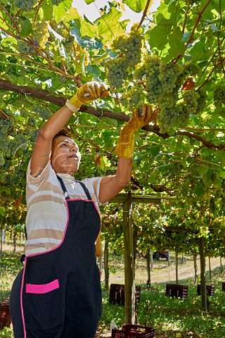 Picking Albario grapes in pergolatrained vineyard of Martin Cdax Cambados Galicia Spain  Val do Salns  Ras Baixas