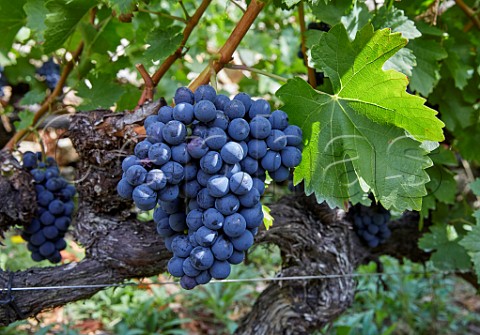 Menca grapes in vineyard of Abada da Cova Near Escairn Galicia Spain Ribeira Sacra  subzone Ribeiras do Mio