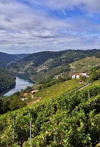 Winery and terraced vineyards of Abada da Cova above the Ro Mio Menca vines in foreground Near Escairn Galicia Spain Ribeira Sacra  subzone Ribeiras do Mio