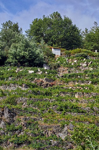 Ancient steep vineyard terraces now restored in the valley of the Ro Mio Near Escairn Galicia Spain Ribeira Sacra  subzone Ribeiras do Mio