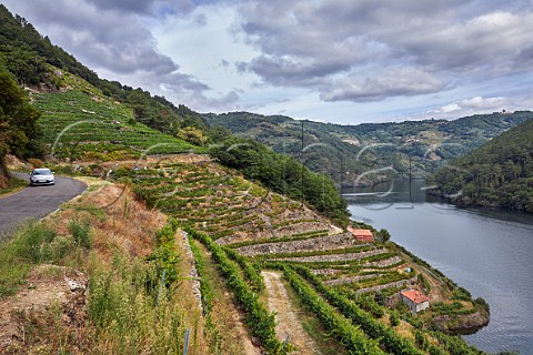 Ancient vineyard terraces now restored in the valley of the Ro Mio Near Escairn Galicia Spain Ribeira Sacra  subzone Ribeiras do Mio