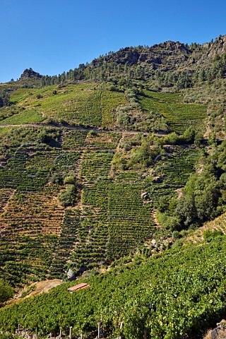 Old steep terraced vineyards now restored above the Ro Sil  Doade Galicia Spain  Ribeira Sacra  subzone Amandi