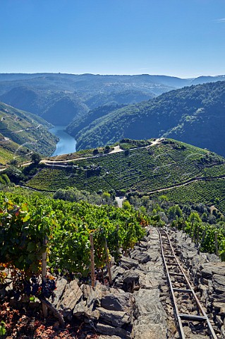 Menca vineyards above the Ro Sil with rails for transporting grapes up the steep terraces Bodegas Regina Viarum Doade Galicia Spain  Ribeira Sacra  subzone Amandi