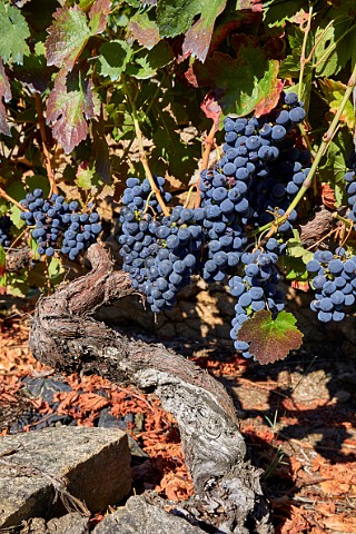 Menca grapes on old vines in vineyard of Bodegas Regina Viarum Doade Galicia Spain  Ribeira Sacra  subzone Amandi