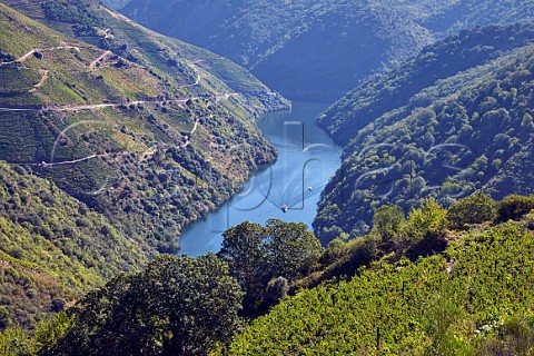 Steep terraced vineyards on both sides of the Ro Sil with tourist boats on the river Doade Galicia Spain  Ribeira Sacra  subzones Amandi and Ribeiras do Sil