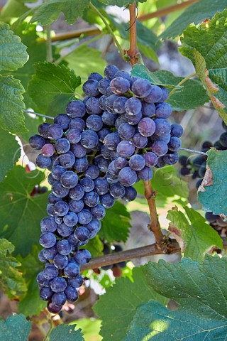 Brancellao grapes in vineyard of Dominio do Bibei Manzaneda Galicia Spain Ribeira Sacra  subzone QuirogaBibei