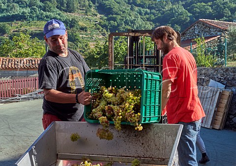 Harvested Albario grapes arriving at the winery of Abada da Cova Near Escairn Galicia Spain Ribeira Sacra  subzone Ribeiras do Mio