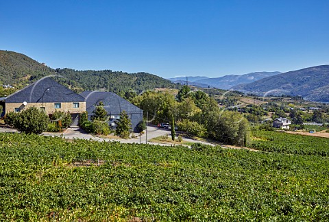 Winery and vineyard of Valdesil Vilamartn de Valdeorras Galicia Spain Valdeorras